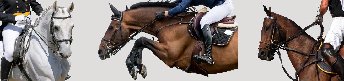Dr. Tripp – UK Trained Equine Osteopath: Osteopathic Treatment for Horse and Rider